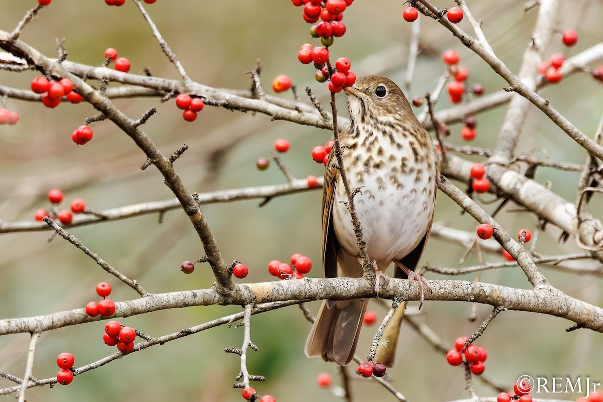 Hermit Thrush - ML647143756