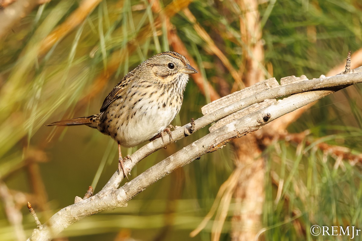 Lincoln's Sparrow - ML647143761