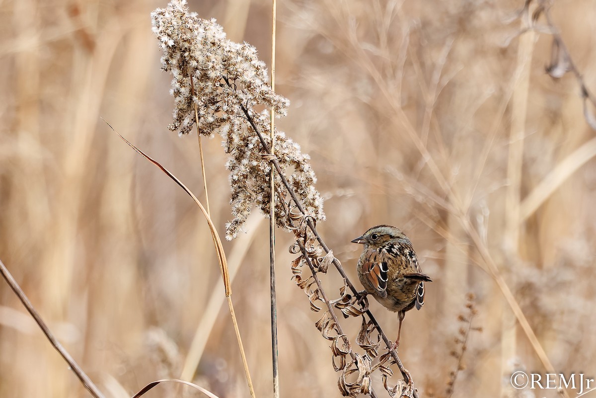 Swamp Sparrow - ML647143766