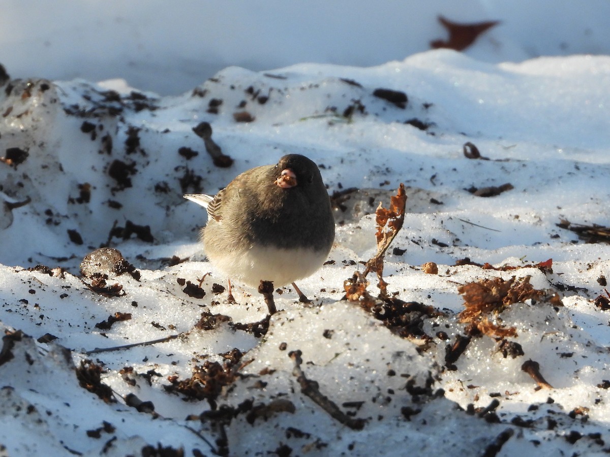 Dark-eyed Junco - ML647143770