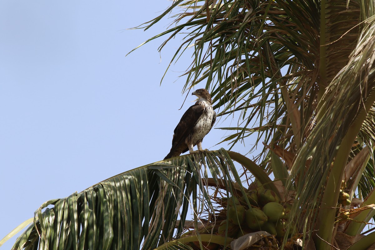Bonelli's Eagle - ML647143779