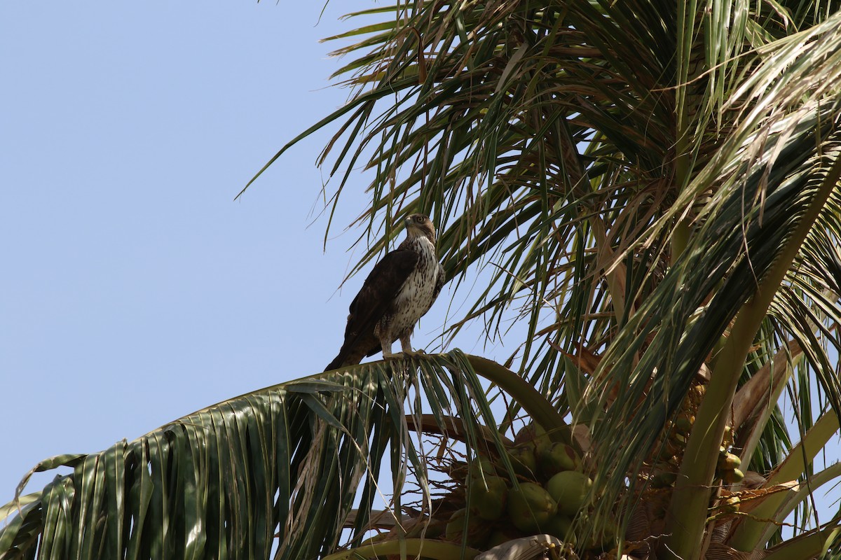 Bonelli's Eagle - ML647143780