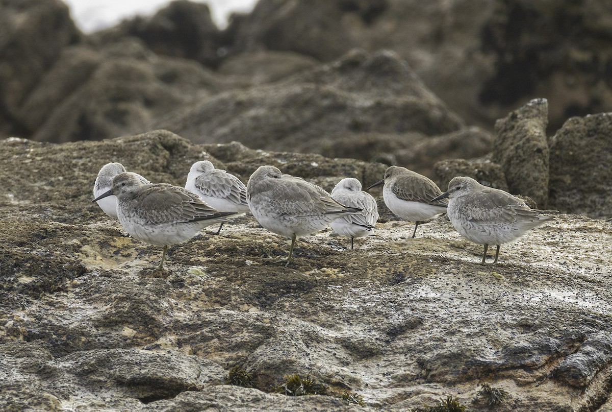 חופית להקנית - ML647143781