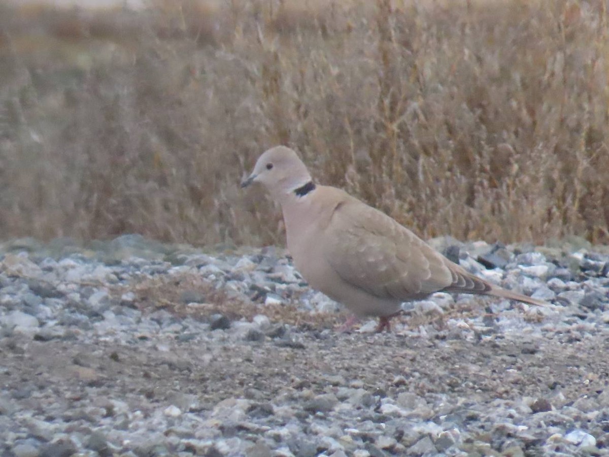 Eurasian Collared-Dove - ML647143784