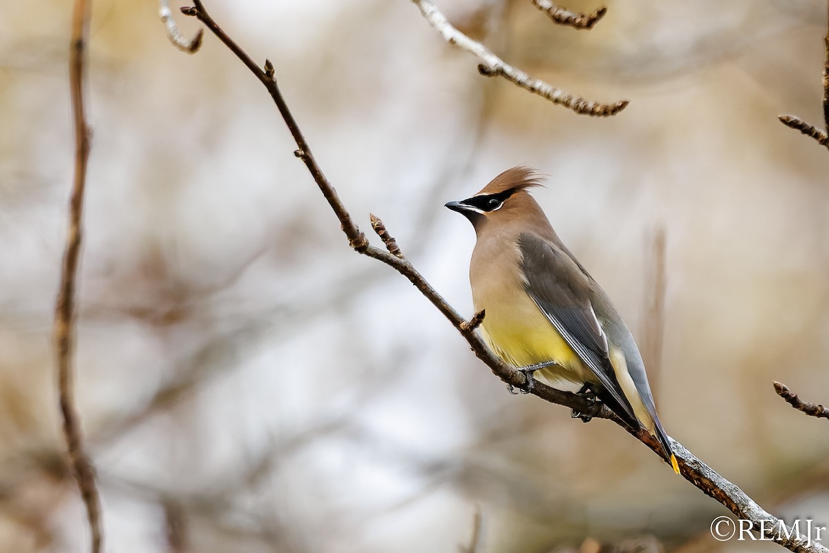 Cedar Waxwing - ML647143785