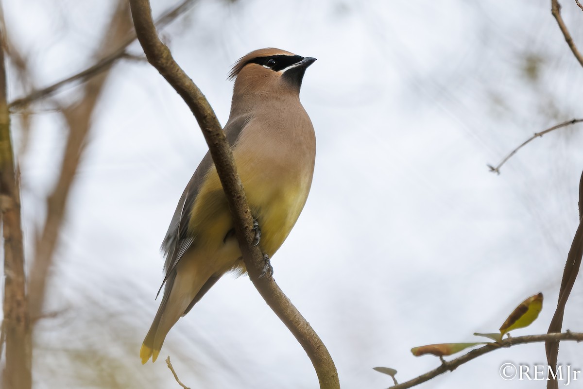 Cedar Waxwing - ML647143786