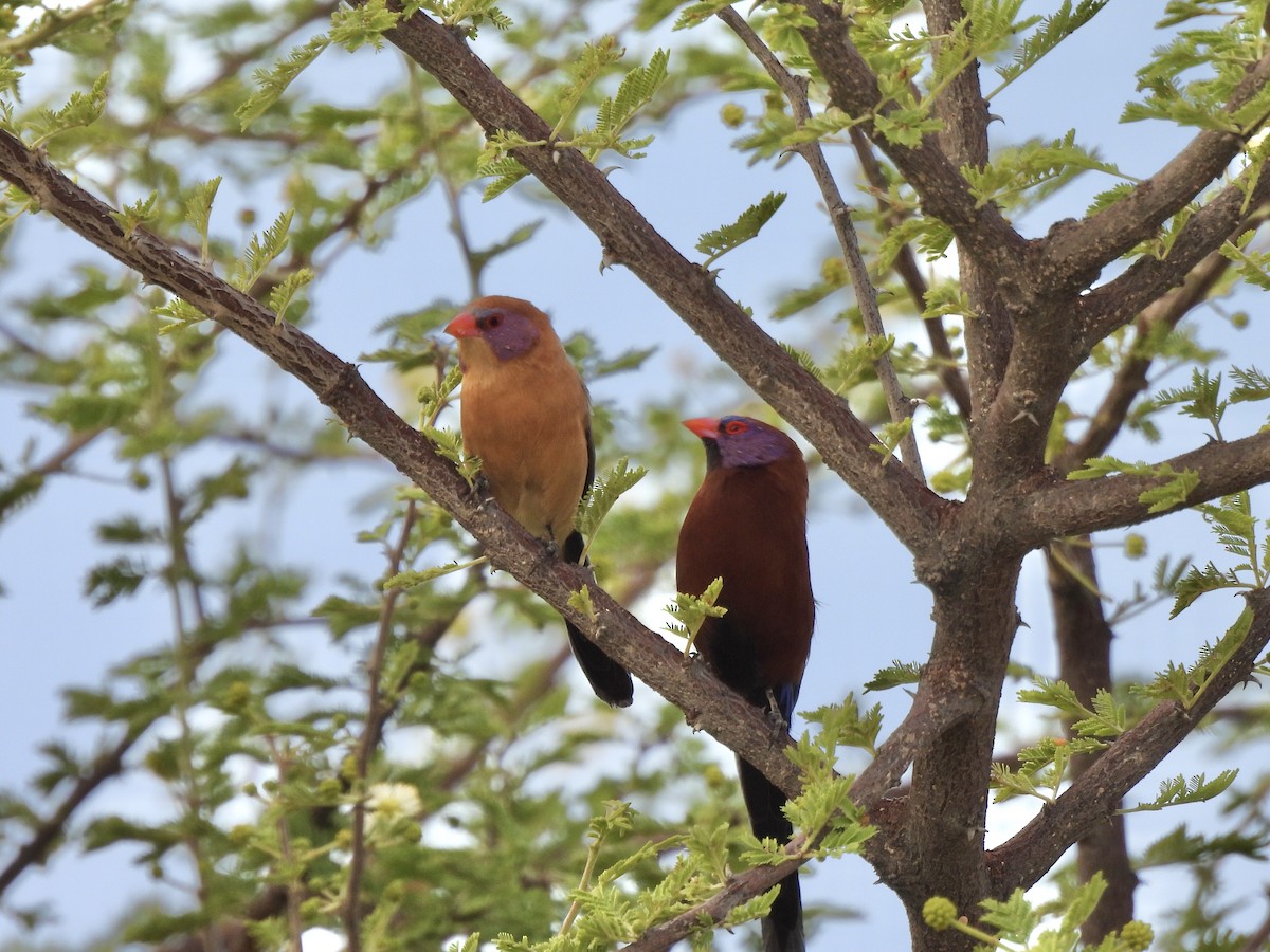 Violet-eared Waxbill - ML647143787