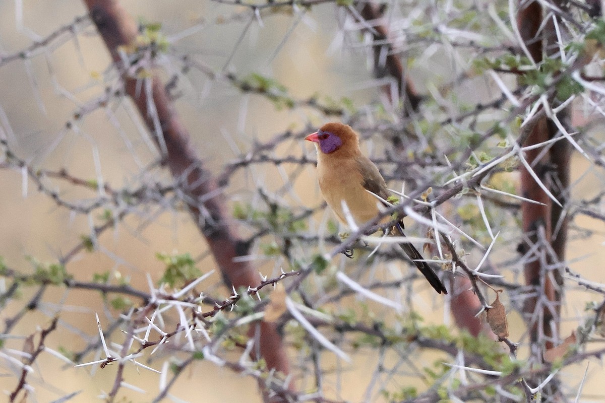 Violet-eared Waxbill - ML647143788