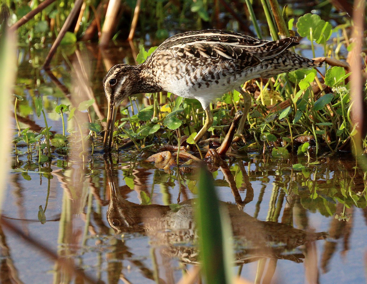 Wilson's Snipe - ML647143799