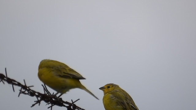 Saffron Finch (Saffron) - ML647143801