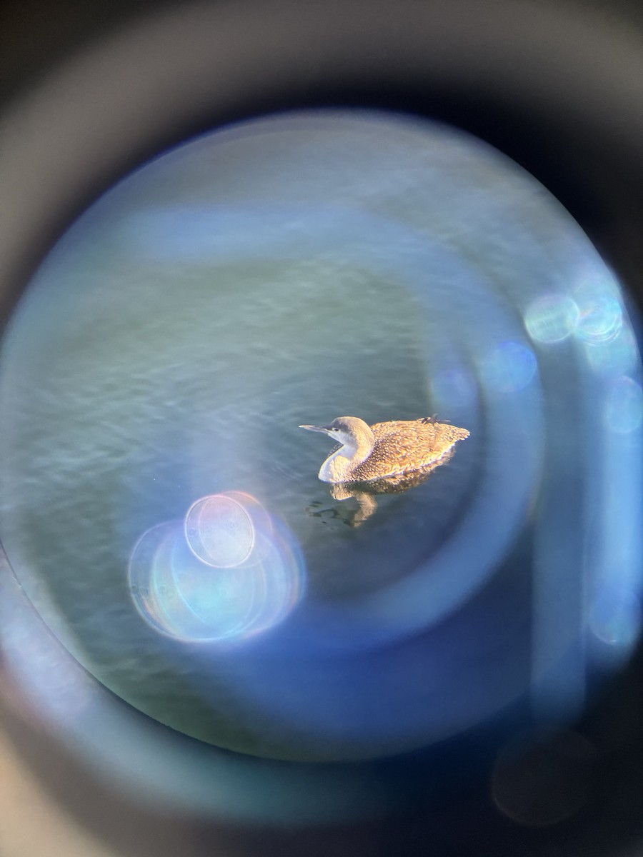 Red-throated Loon - ML647143808