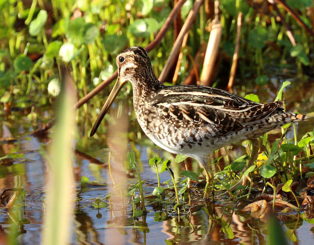 Wilson's Snipe - ML647143811