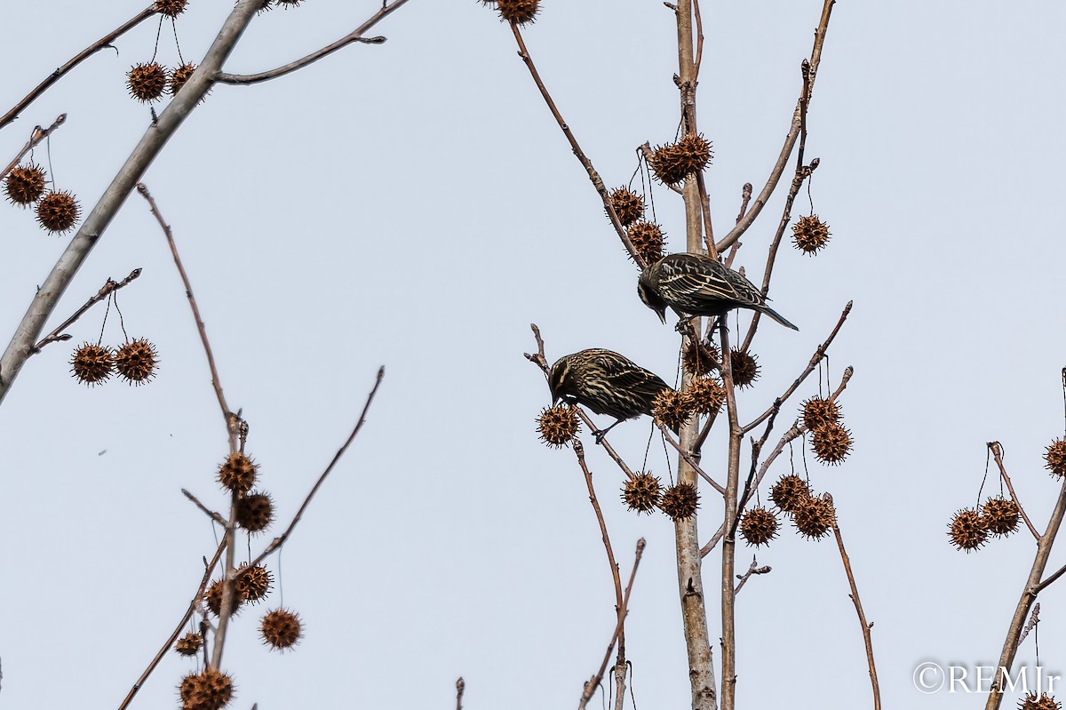 Red-winged Blackbird - ML647143812