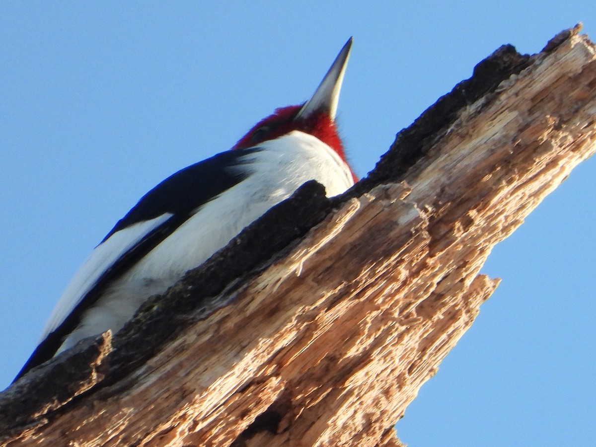 Red-headed Woodpecker - ML647143821