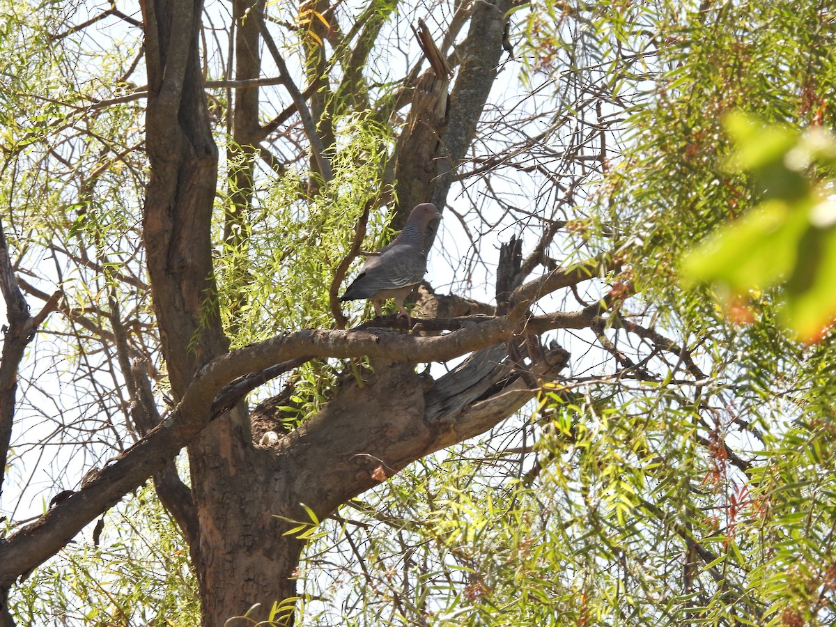 Paloma Picazuró - ML647143836