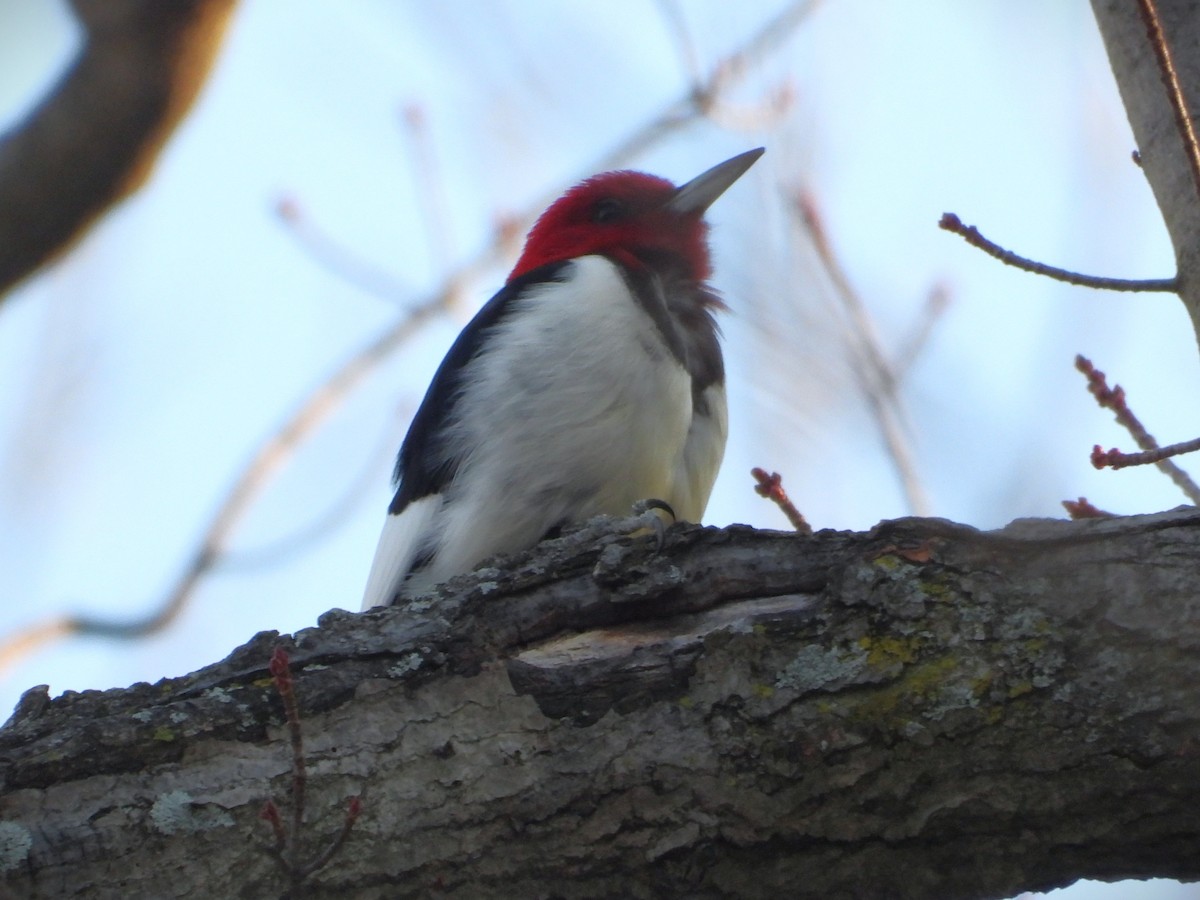 Red-headed Woodpecker - ML647143879