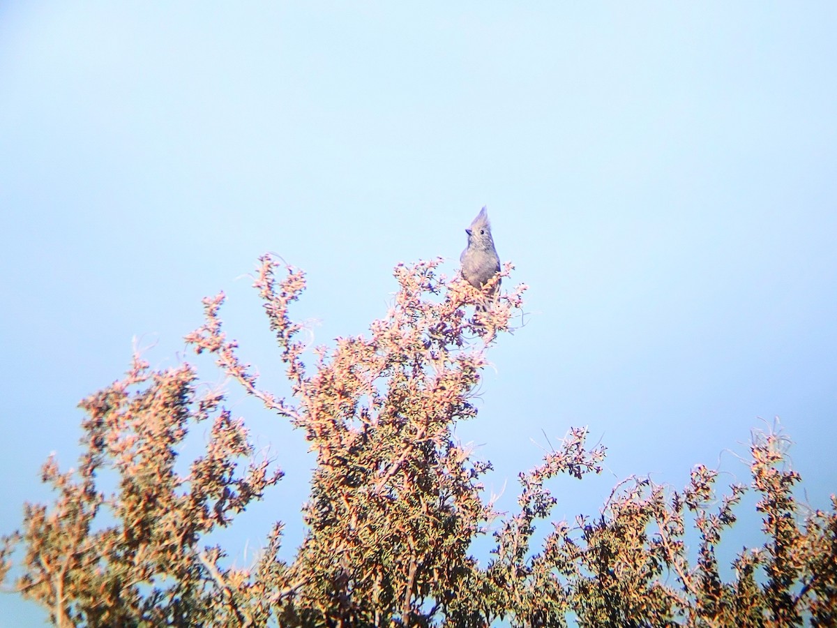 Juniper Titmouse - ML647143889