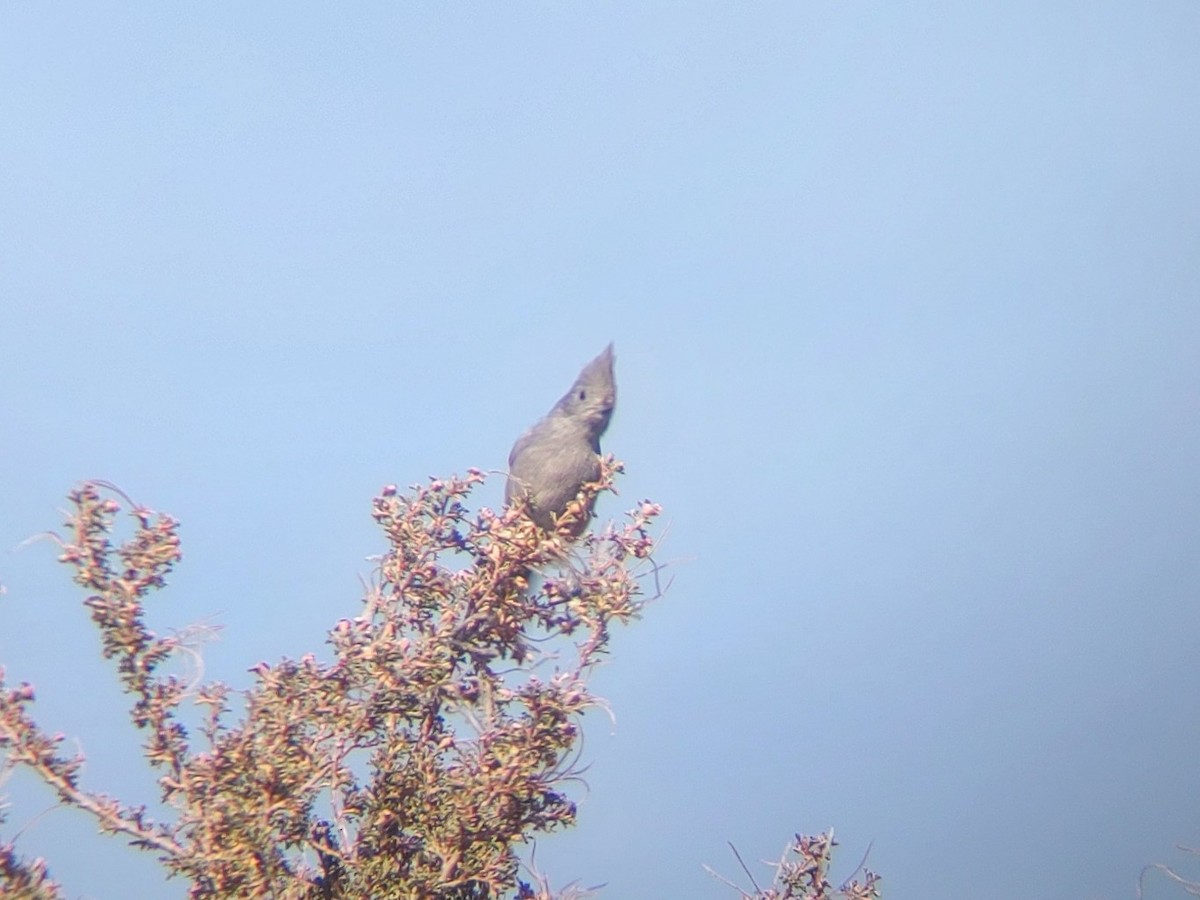 Juniper Titmouse - ML647143890