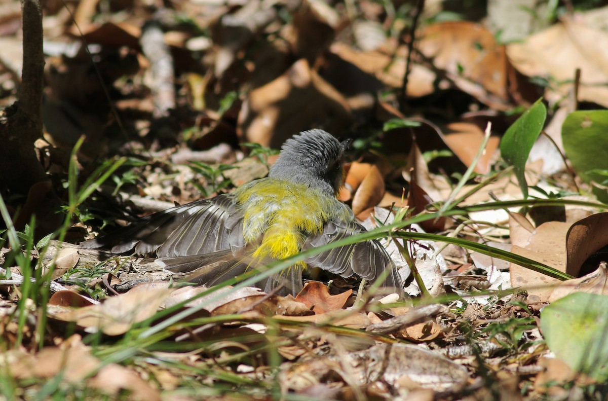 gulbrystflueskvett - ML647143904