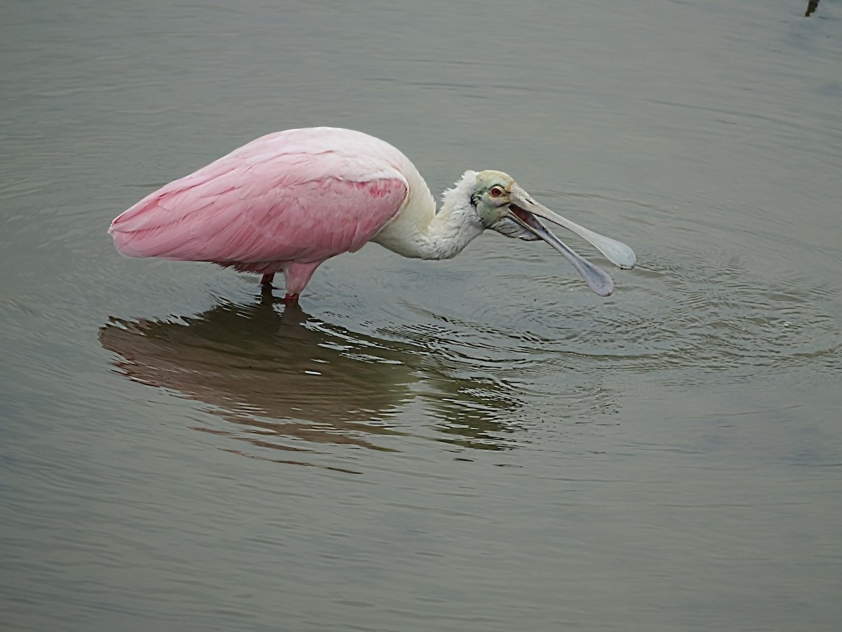 Roseate Spoonbill - ML647143905