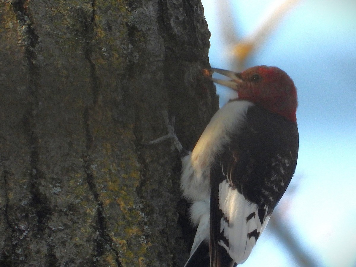 Red-headed Woodpecker - ML647143906