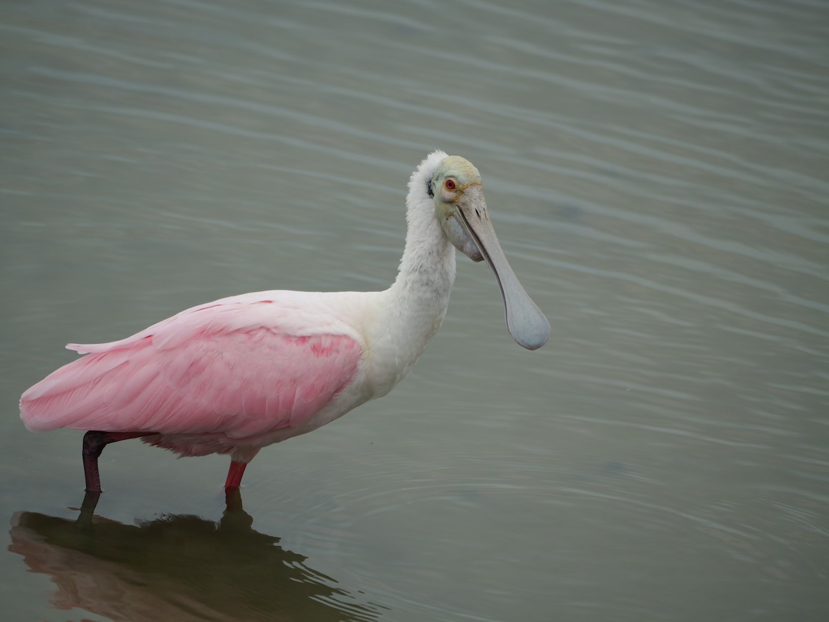 Roseate Spoonbill - ML647143907