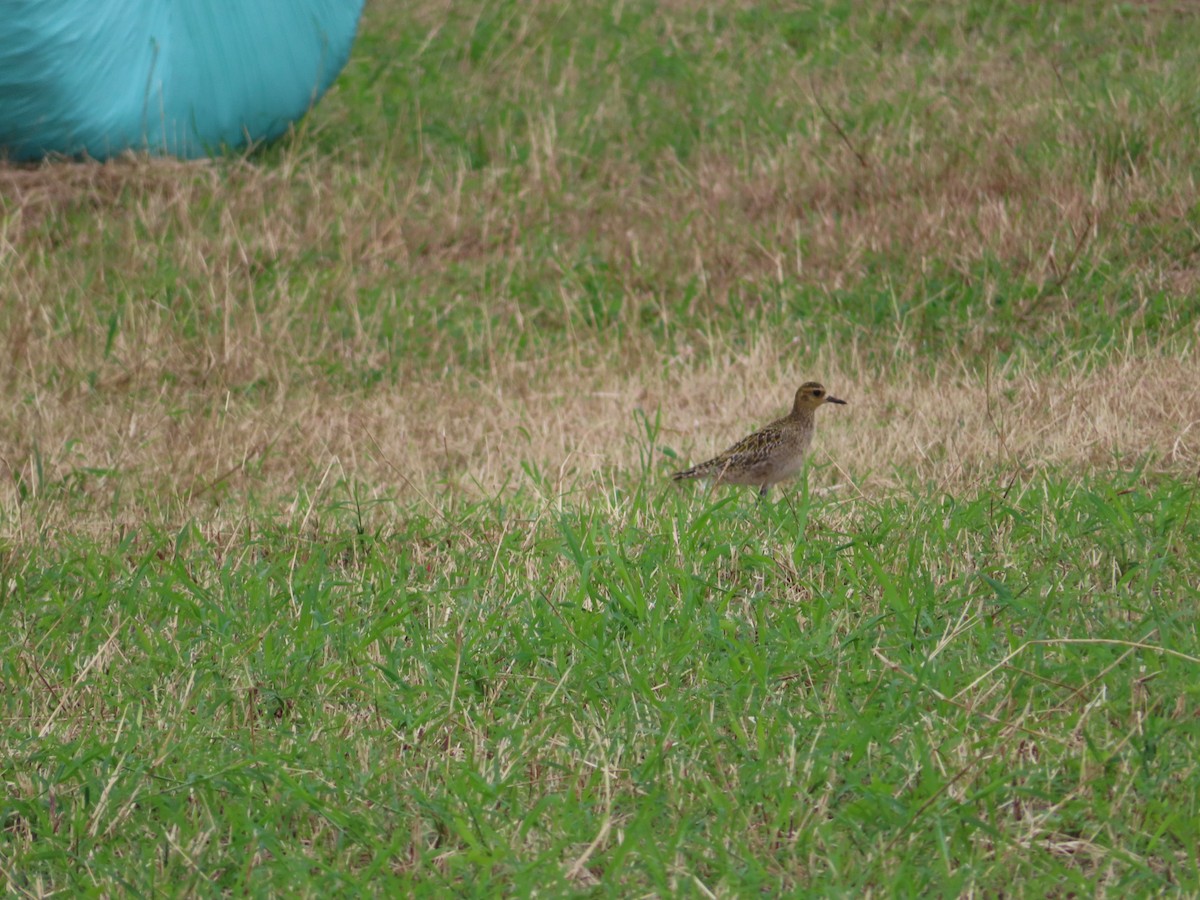 Tundra-Goldregenpfeifer - ML647143912