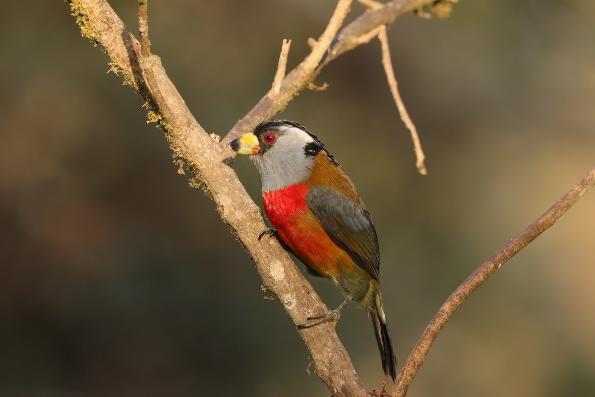Toucan Barbet - ML647143929