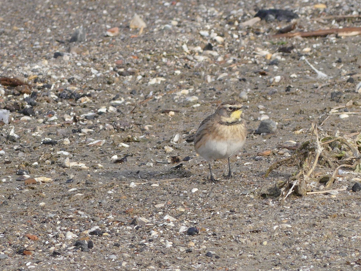 Жайворонок рогатий - ML647143936