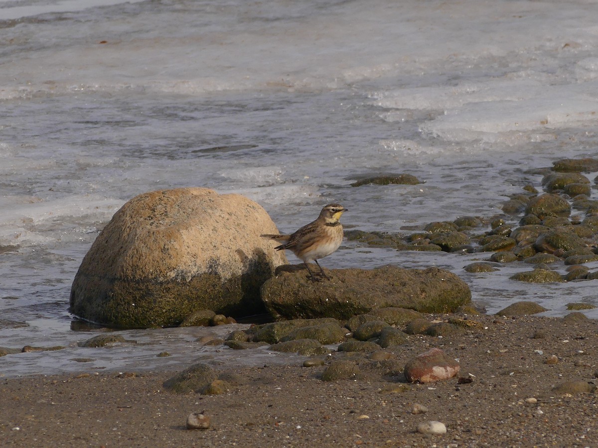 Жайворонок рогатий - ML647143937