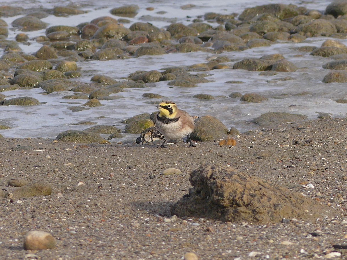 Жайворонок рогатий - ML647143938