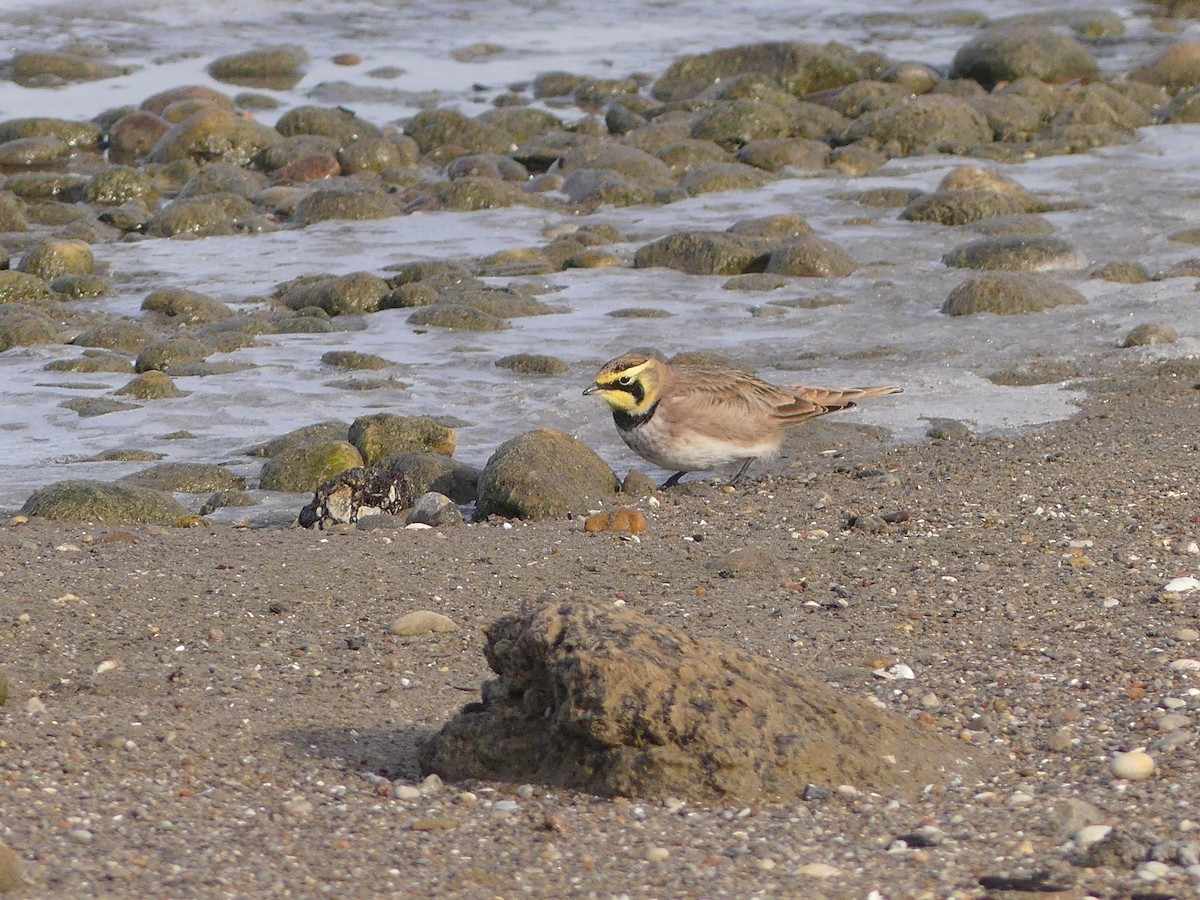 Жайворонок рогатий - ML647143939