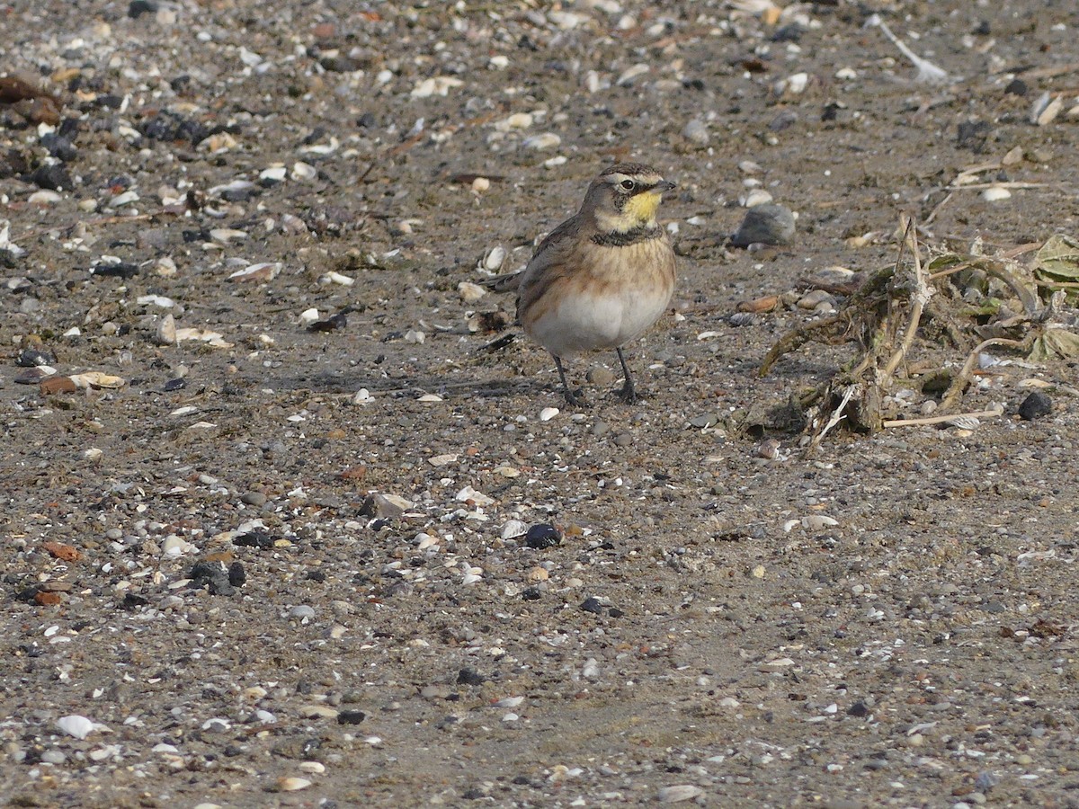 Жайворонок рогатий - ML647143940