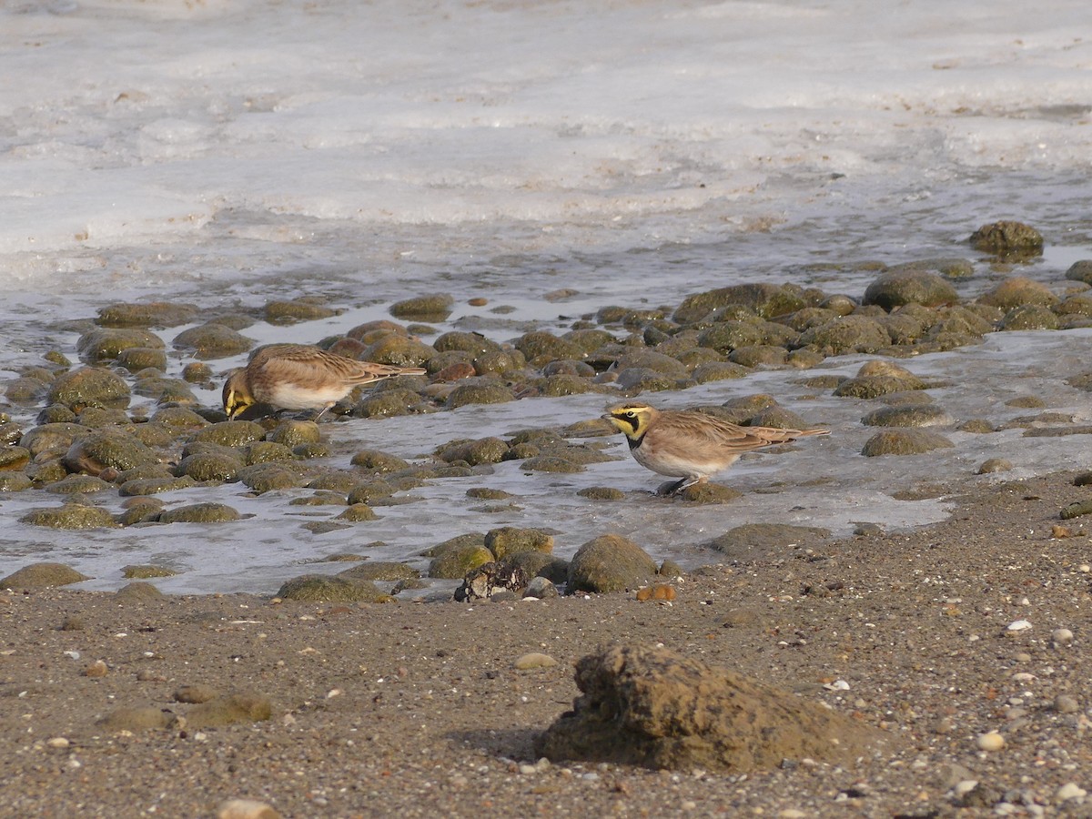 Жайворонок рогатий - ML647143941