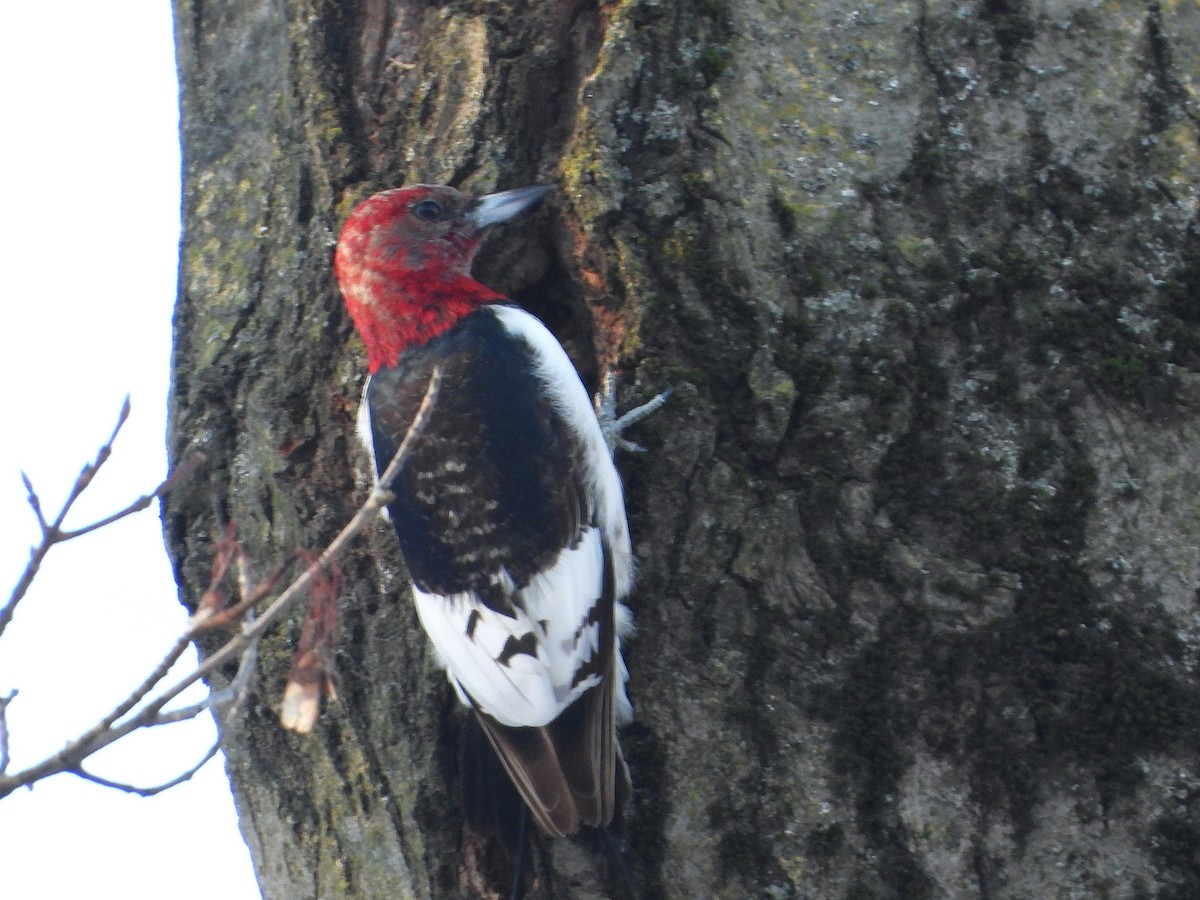 Red-headed Woodpecker - ML647143945