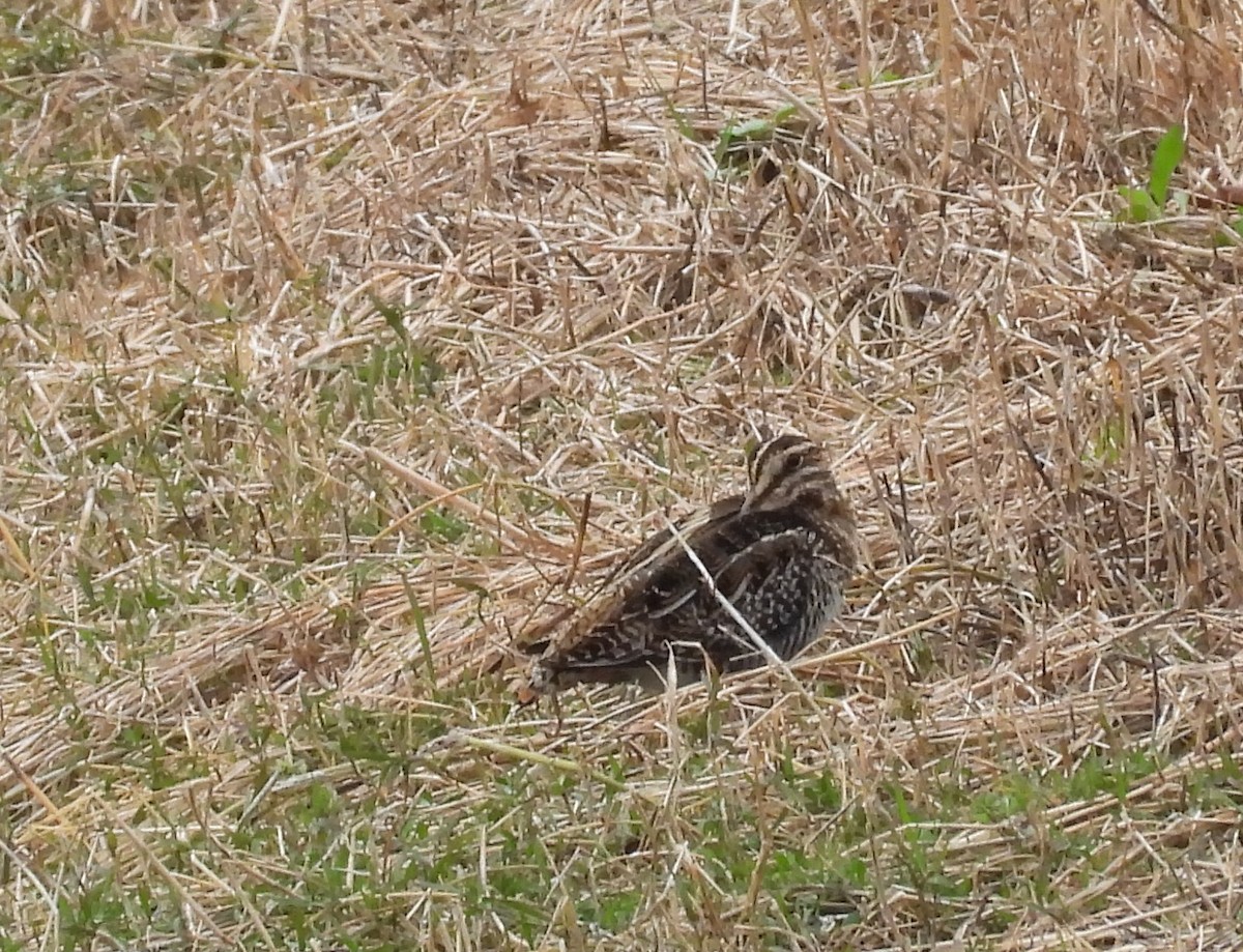 Wilson's Snipe - ML647143946