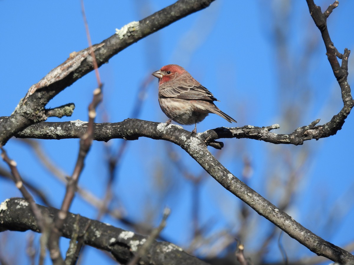 House Finch - ML647143949