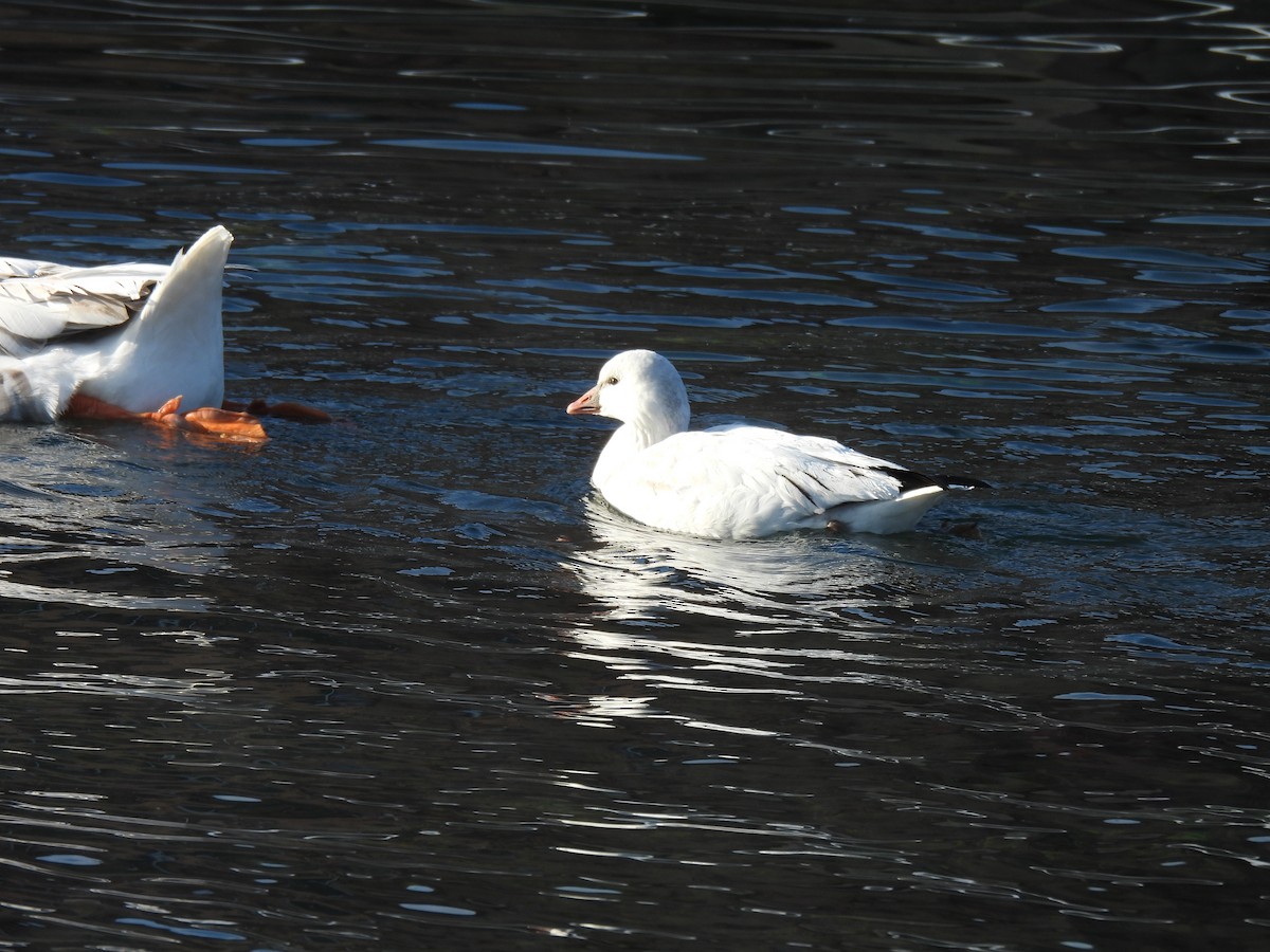 Ross's Goose - ML647143950