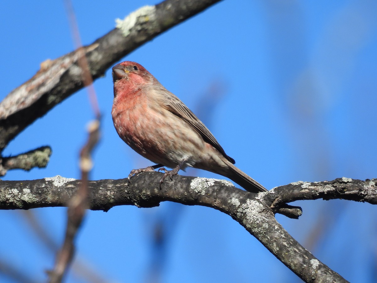 House Finch - ML647143951
