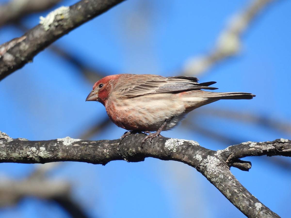 House Finch - ML647143953