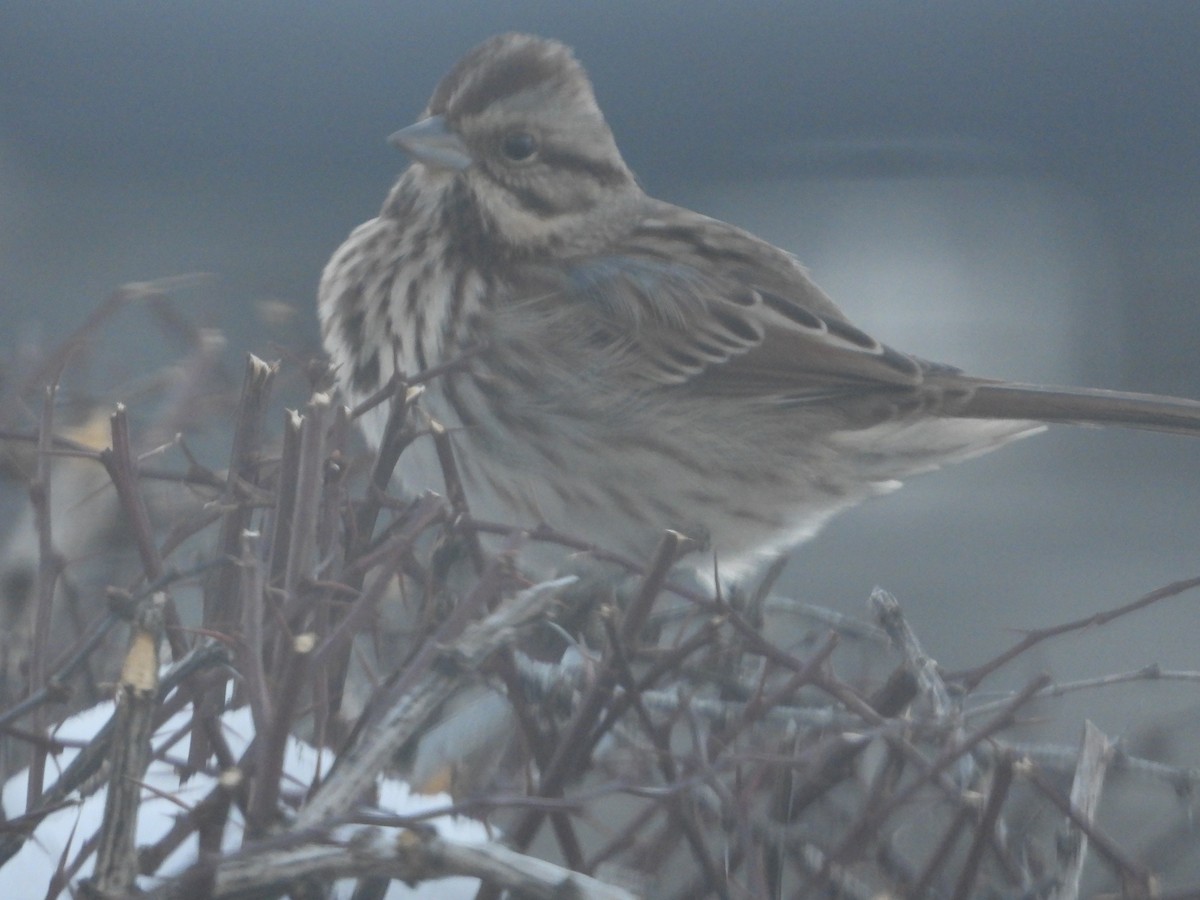 Song Sparrow - ML647143955
