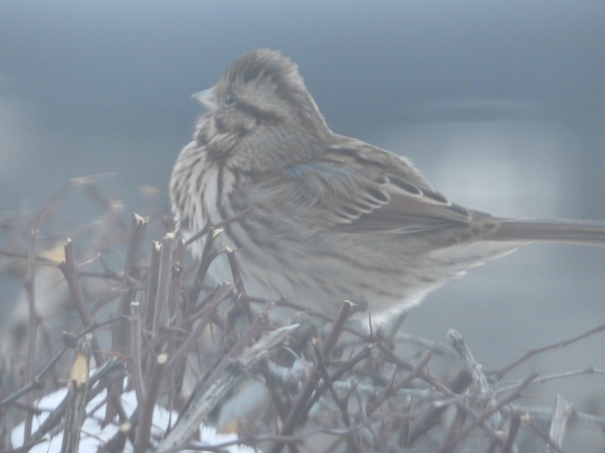 Song Sparrow - ML647143956