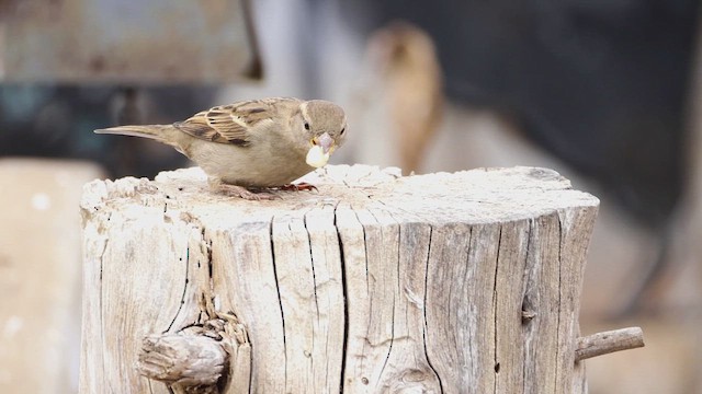 House Sparrow - ML647143957