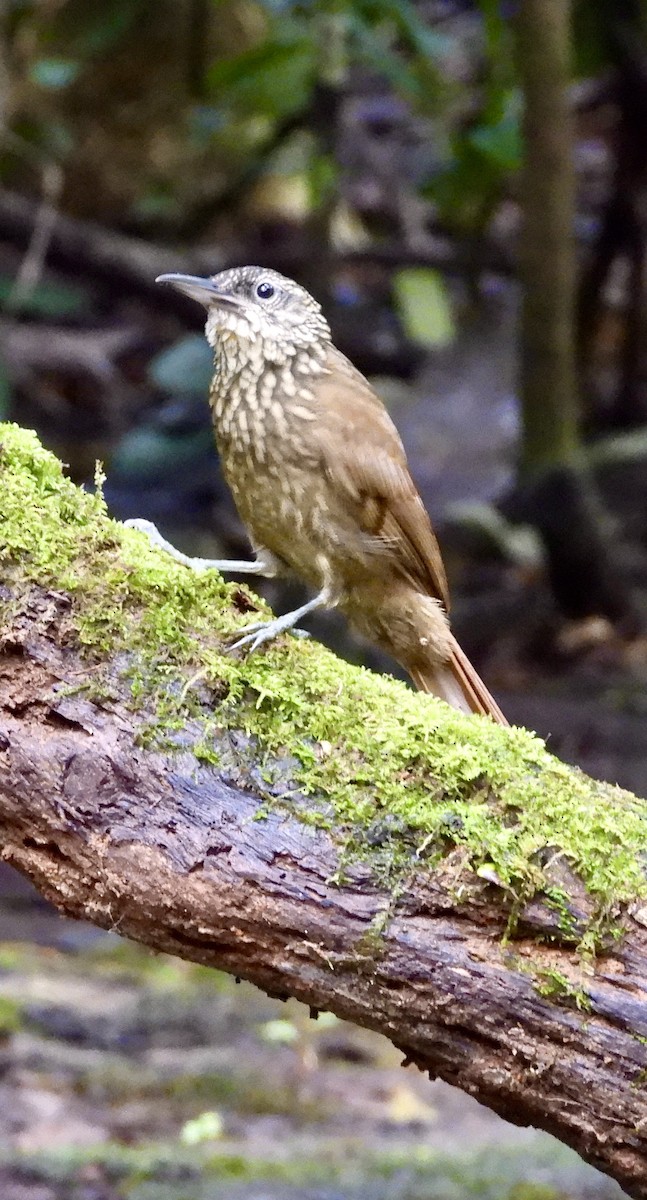 Cocoa Woodcreeper - ML647143971