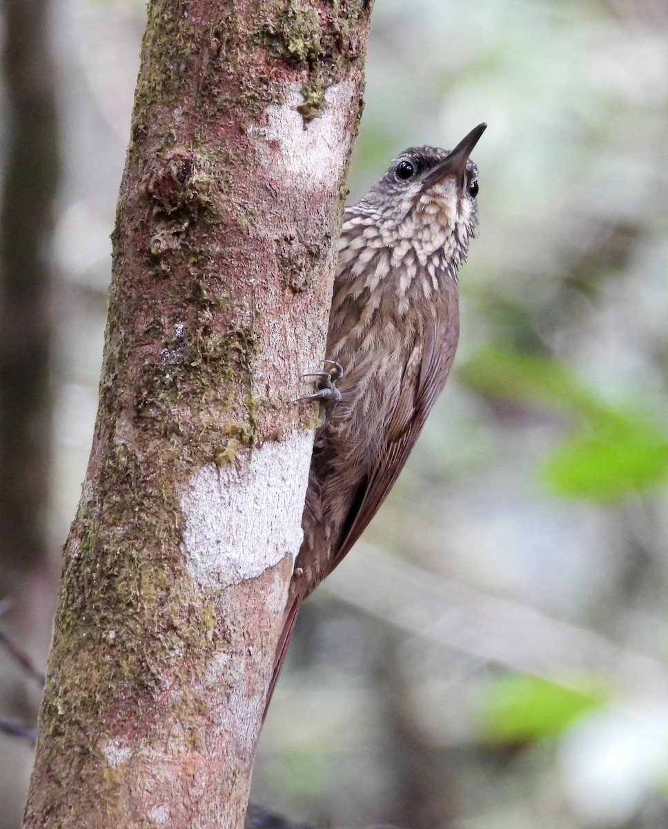 Cocoa Woodcreeper - ML647143972