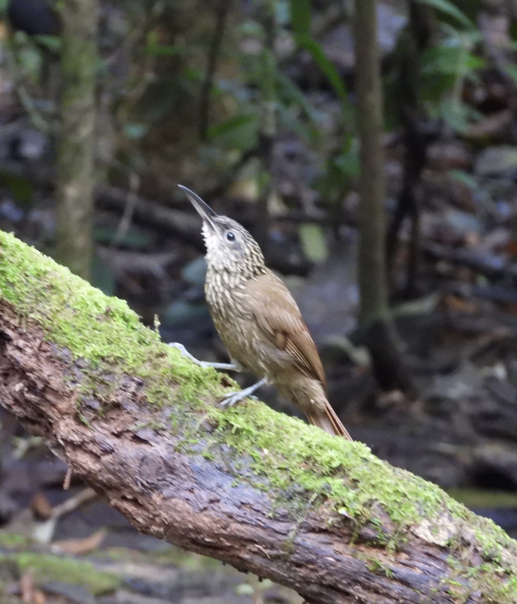 Cocoa Woodcreeper - ML647143973