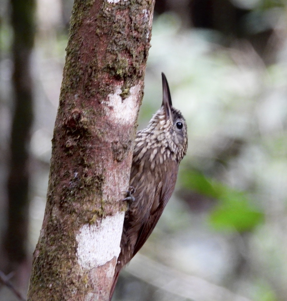 Cocoa Woodcreeper - ML647143974