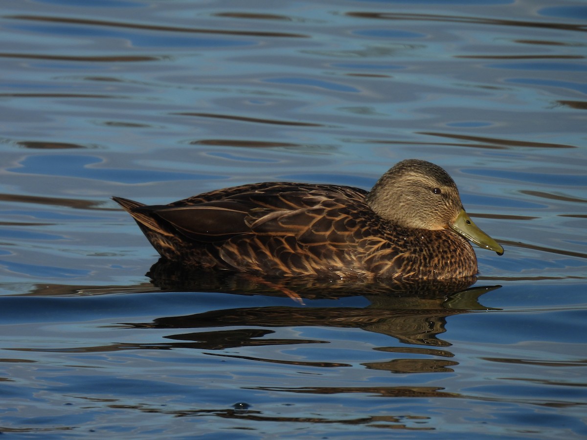 American Black Duck - ML647143979