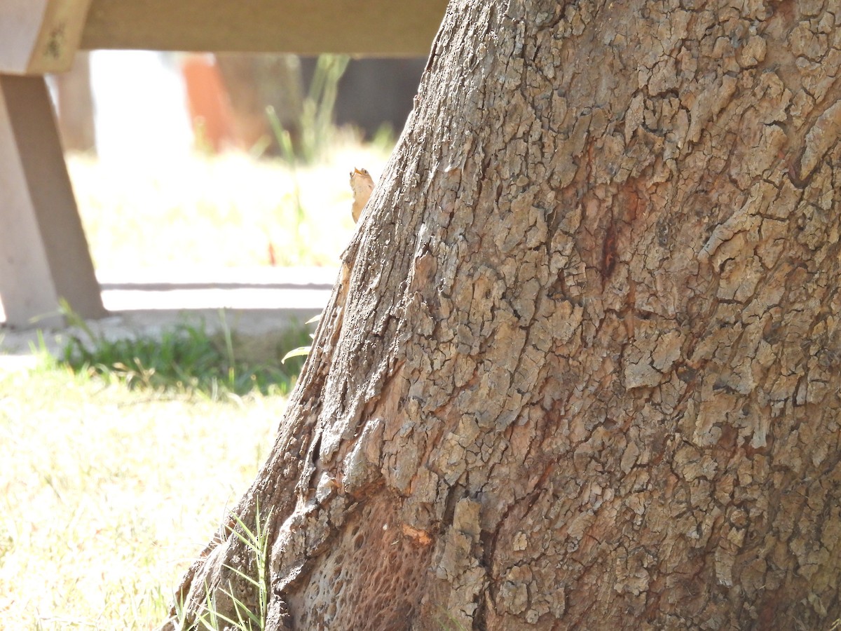 Southern House Wren - ML647143986