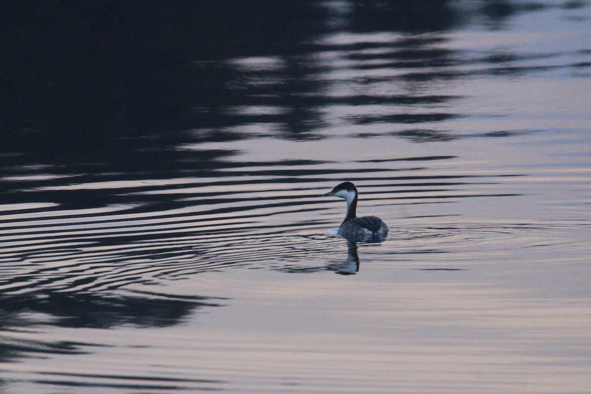 ミミカイツブリ - ML647143987